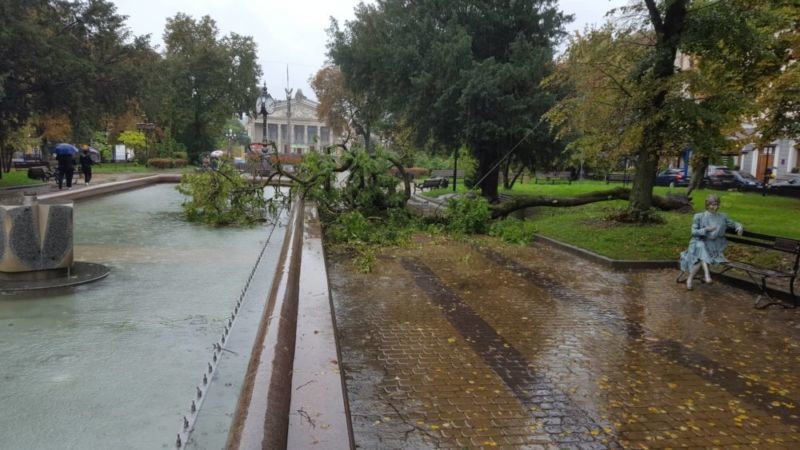 У центрі Тернополя впало дерево