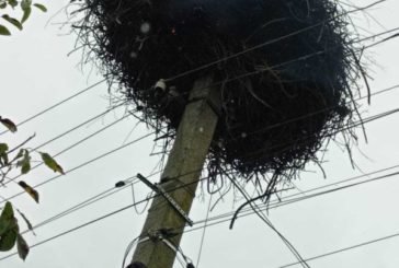 Тернопільщина: на електроопорі горіло лелече гніздо (фото)