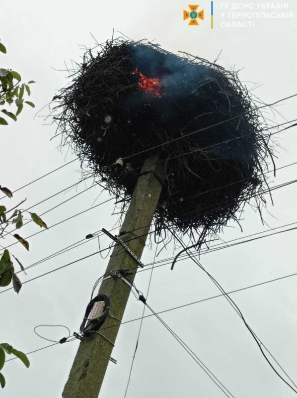 Тернопільщина: на електроопорі горіло лелече гніздо (фото)