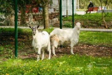 Тернополян та гостей міста просять не годувати тварин у зоокутку парку Сопільче