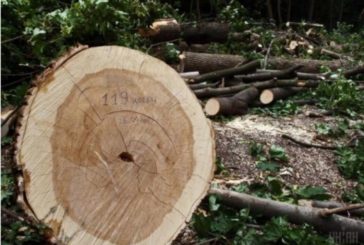 На Тернопільщині викрили факт незаконної порубки лісу