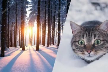 Сніг і ожеледиця: тиждень на Тернопільщині розпочнеться зимовою погодою