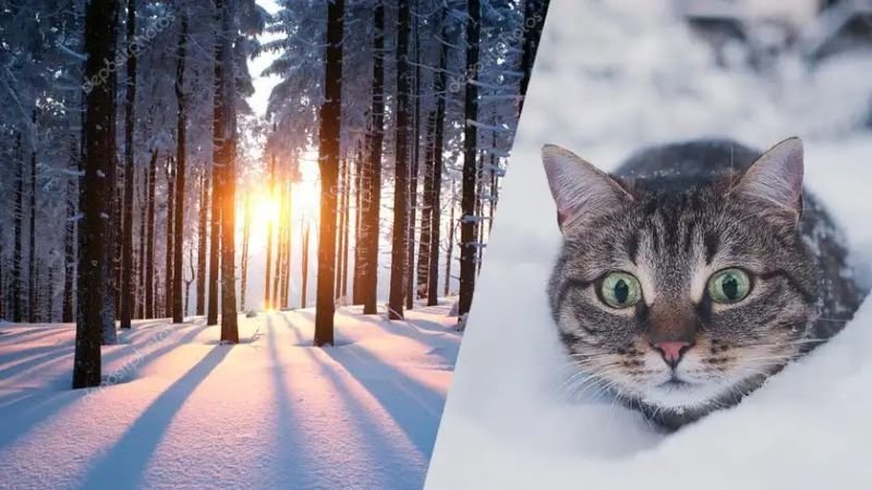 Сніг і ожеледиця: тиждень на Тернопільщині розпочнеться зимовою погодою