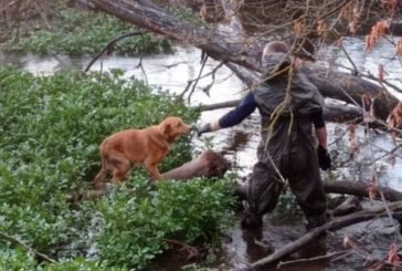 Тернопільські рятувальники визволили собаку, яка шість днів знаходилась на острівці річки