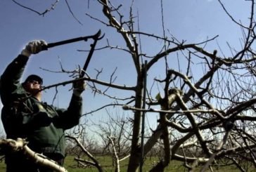 Житель Шумщини травмувався, обрізаючи дерева