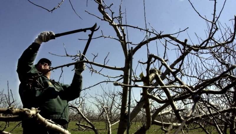 Житель Шумщини травмувався, обрізаючи дерева