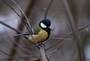 Яке сьогодні свято, народні прикмети і традиції, що не можна робити