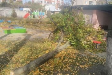 Тернополянина смертельно травмувало дерево, яке він зрізав