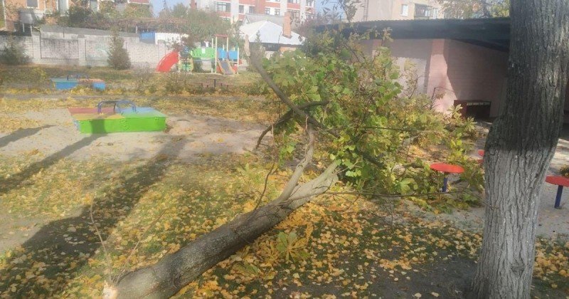 Тернополянина смертельно травмувало дерево, яке він зрізав