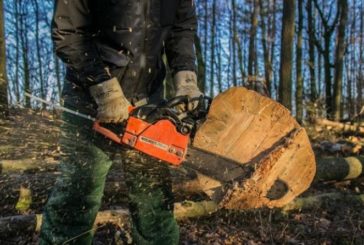Житель Тернопільщини незаконно нарубав дерев на три роки позбавлення волі