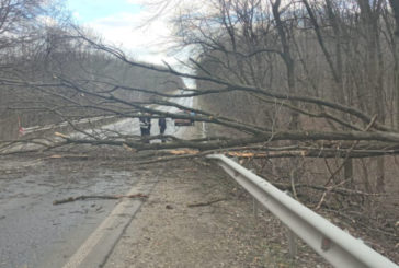 На Тернопільщині сильний вітер повалив на дорогу дерева