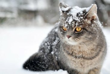 На Тернопільщині в понеділок сніжитиме