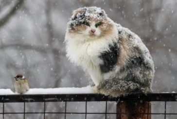 Зима не хоче відступати: на Тернопільщині сьогодні сніжитиме і похолодає