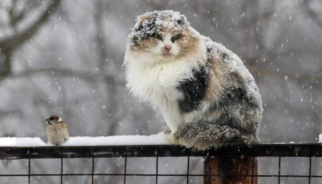 Зима не хоче відступати: на Тернопільщині сьогодні сніжитиме і похолодає