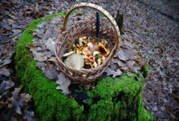 На Тернопільщині збирають гриби і в січні