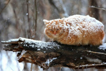 Сьогодні на Тернопільщині - мокрий сніг, хуртовина, вітер, ожеледиця