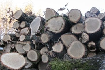Замість оберігати - знищив: на Тернопільщині лісник незаконно зрубав десятки дерев та розтратив чуже майно