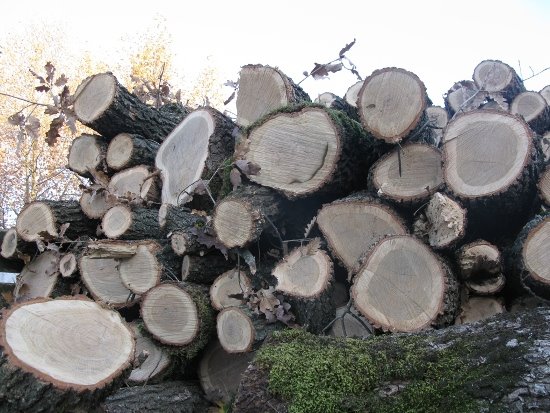 Замість оберігати – знищив: на Тернопільщині лісник незаконно зрубав десятки дерев та розтратив чуже майно