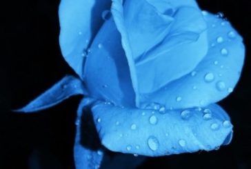 Минувшина Тернопільщини: ботанік з Кременеччини першим у світі виростив блакитну троянду
