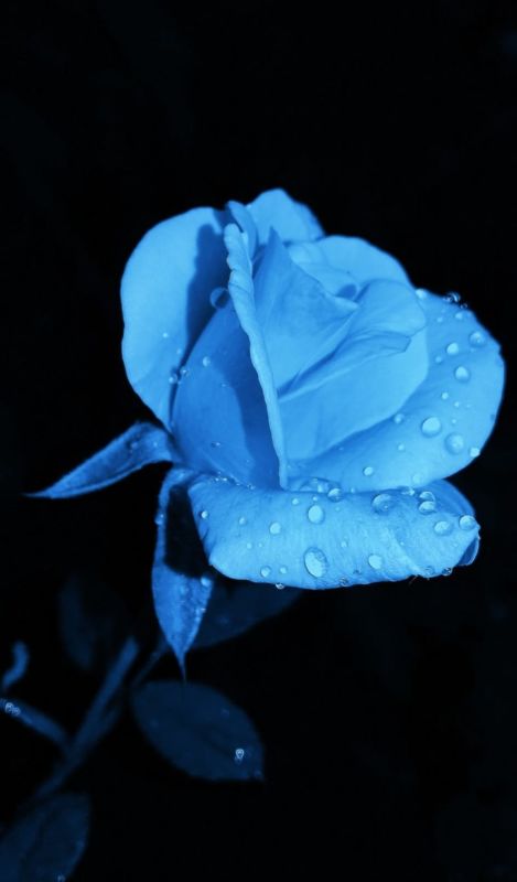 Минувшина Тернопільщини: ботанік з Кременеччини першим у світі виростив блакитну троянду