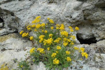 У заповіднику «Медобори» на Тернопільщині розквітла рідкісна квітка, що прикрашає скелі