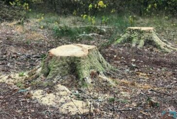Тернополянин зрубав дерев у лісосмузі біля автодороги на 1,2 млн. грн