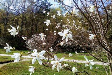 У Кременці на Тернопільщині розквітає «Сад магнолій»: краса і аромат вражають