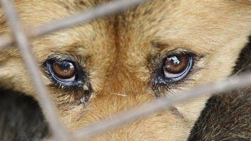 Людська жорстокість: жителька Тернопільщини сокирою покалічила свого собаку