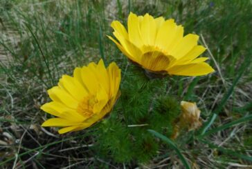 Природні дива Тернопільщини: у «Медоборах» розцвіли квіти незгасної любові, квіти сонця