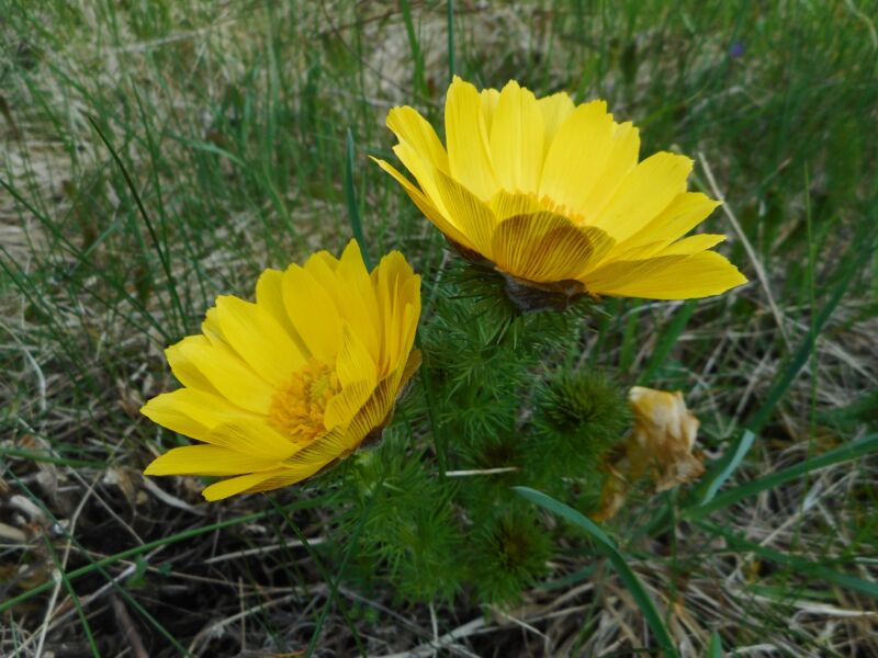 Природні дива Тернопільщини: у «Медоборах» розцвіли квіти незгасної любові, квіти сонця
