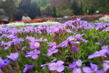 Замість солоного моря - квіткове: ботанічний сад на Тернопільщині запрошує у весняну казку