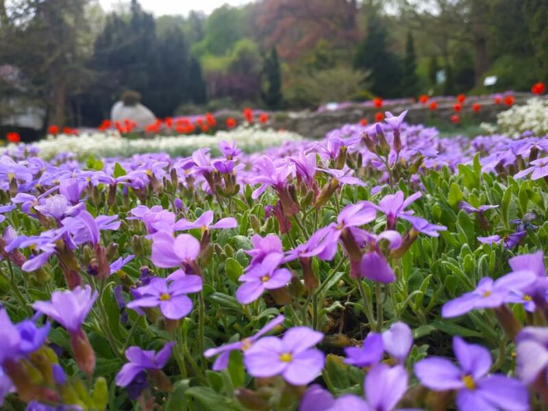 Замість солоного моря – квіткове: ботанічний сад на Тернопільщині запрошує у весняну казку