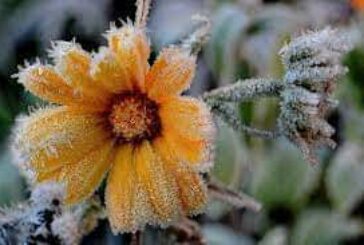 Зима не відступає: на Тернопільщині попереджають про кількаденні заморозки