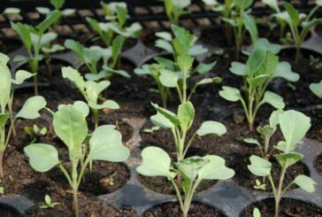 Вирощуємо капусту без розсади