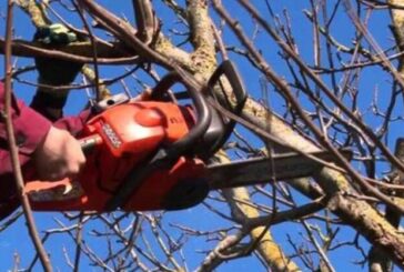 На Тернопільщині невдале обрізання дерев призвело до смерті двох людей