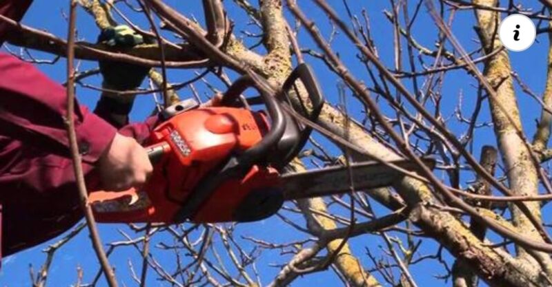 На Тернопільщині невдале обрізання дерев призвело до смерті двох людей