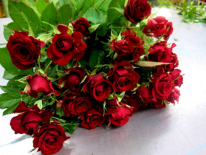 12 червня: День червоної троянди та розмаїття пам’ятних дат