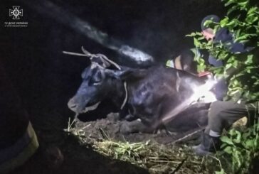 Тернопільські надзвичайники рятували корову
