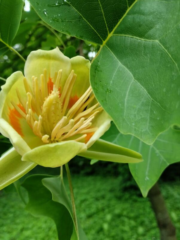 У дендропарку на Тернопільщині вперше розквітло тюльпанове дерево (фото)