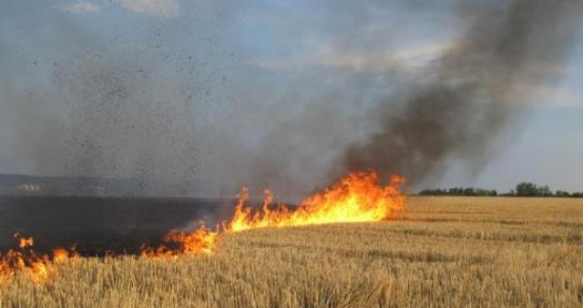 Тернопільщина: поліцейські встановлюють, чому згоріло три гектари  пшениці
