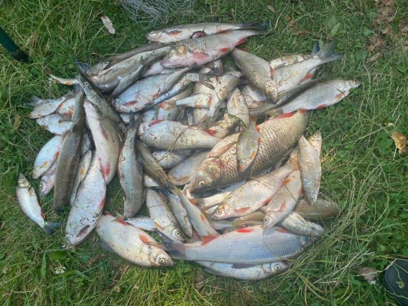 Що спричинило загибель риби в одній річок Тернопільщини?
