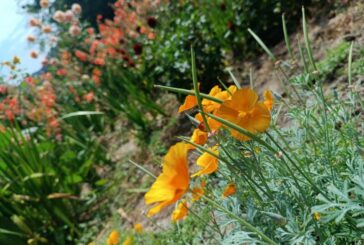 Золота чаша літа: у Кременецькому ботанічному саду квітнуть ешольції, що «обманули» золотошукачів