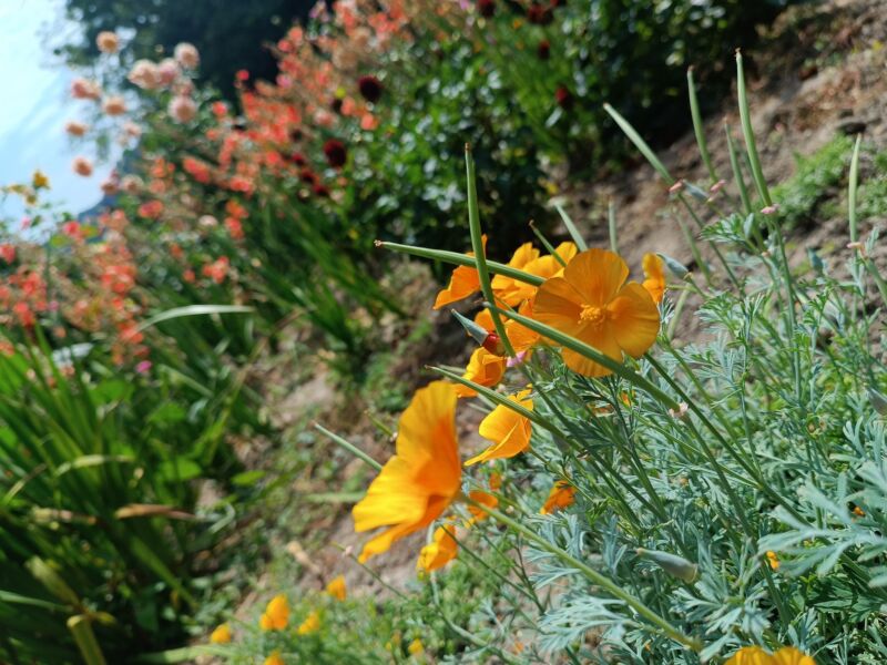 Золота чаша літа: у Кременецькому ботанічному саду квітнуть ешольції, що «обманули» золотошукачів