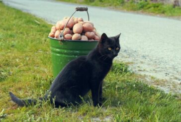 17 серпня - Міжнародний день чорного кота, День картоплі та День магазинів секондхенд