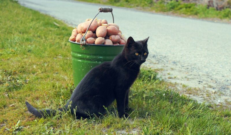 17 серпня – Міжнародний день чорного кота, День картоплі та День магазинів секондхенд