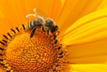 20 серпня - Всесвітній день медоносних бджіл та інші цікаві свята, дати й події