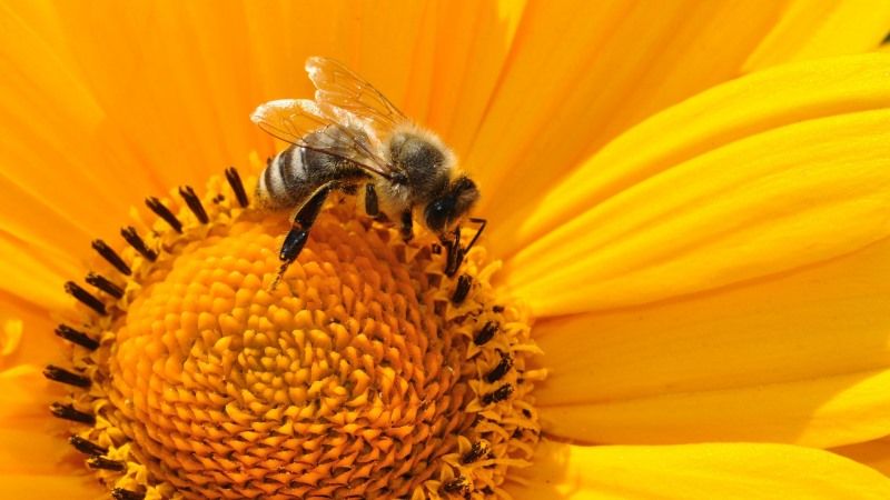 20 серпня – Всесвітній день медоносних бджіл та інші цікаві свята, дати й події