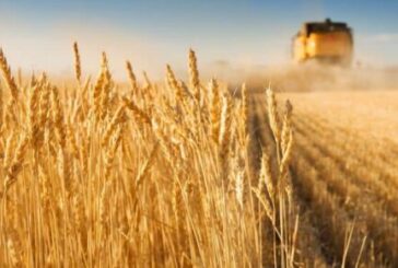 Тернопільщина уже зібрала мільйон тонн зерна