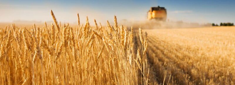 Тернопільщина уже зібрала мільйон тонн зерна