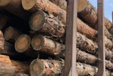 На Тернопільщині спинили вантажівку, в якій везли деревину без документів